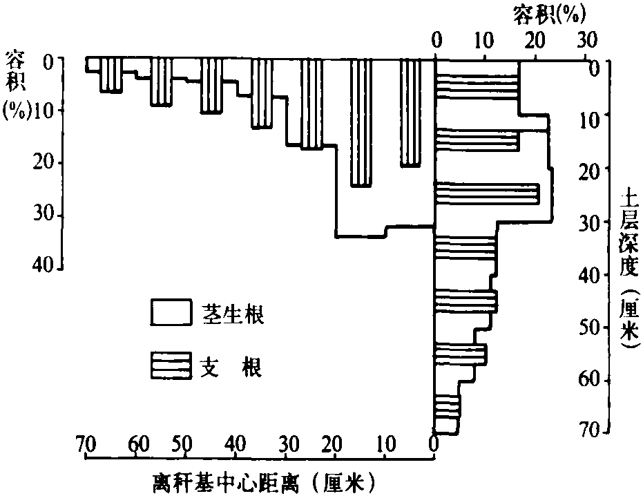 二、竹林群體生長(zhǎng)